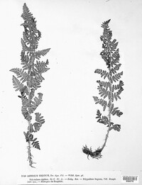 Dryopteris villarii image